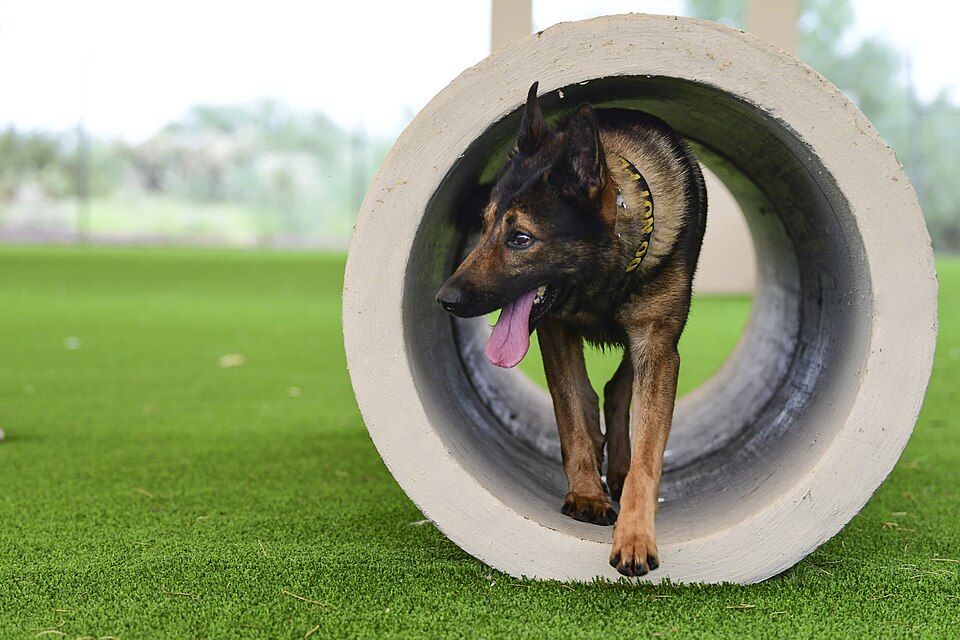 Group obedience class (6 weeks)